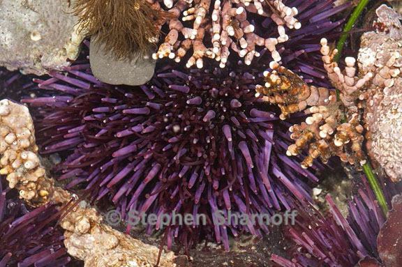 strongylocentrotus purpuratus 2 graphic