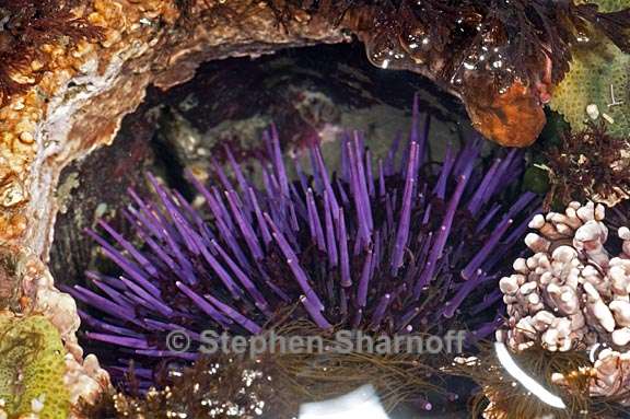 strongylocentrotus purpuratus 1 graphic