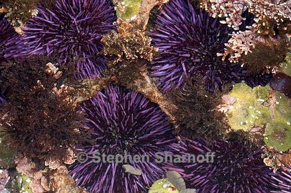 strongylocentrotus purpuratus 3 graphic