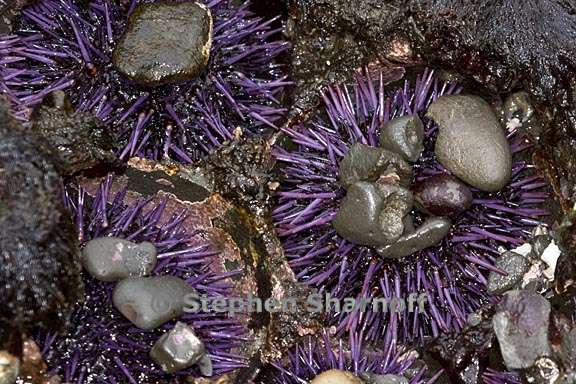 strongylocentrotus purpuratus 4 graphic