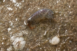 amphipod thumbnail graphic