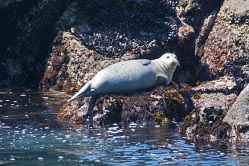 harbor seal 1 thumbnail graphic