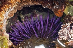 strongylocentrotus purpuratus 2 thumbnail graphic