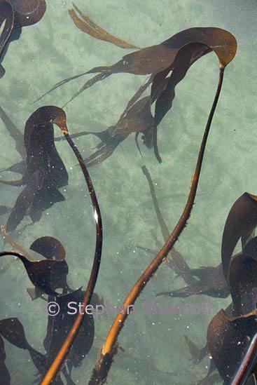 tidepool kelp 3 graphic