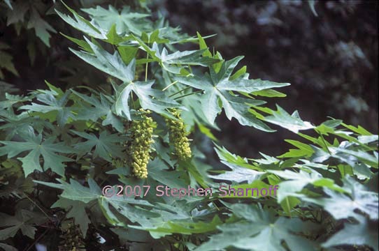 acer macrophyllum 6 graphic