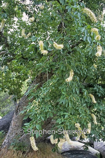 aesculus californica 1 graphic