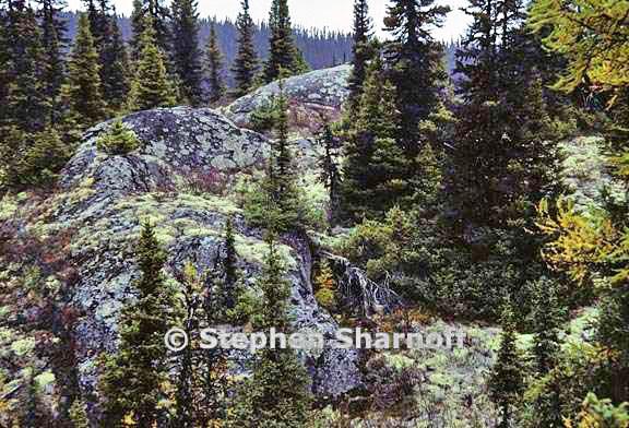 boreal forest 5 graphic