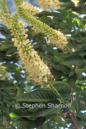 aesculus californica 3 graphic