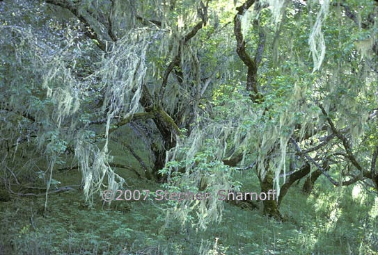 california coastal forest 21 graphic