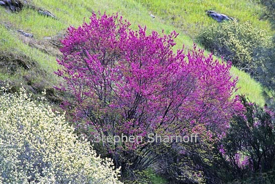 cercis occidentalis 1 graphic