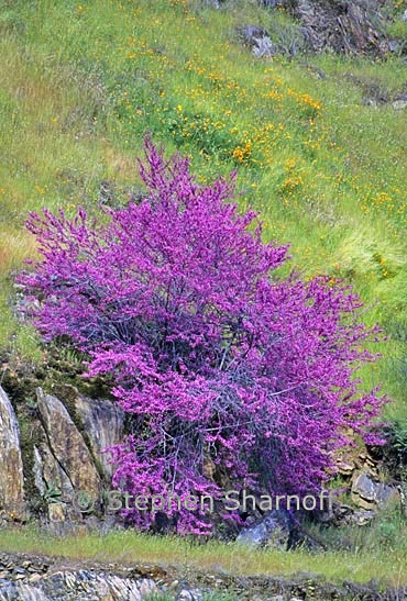 cercis occidentalis 2 graphic