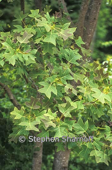 chinese tulip tree graphic