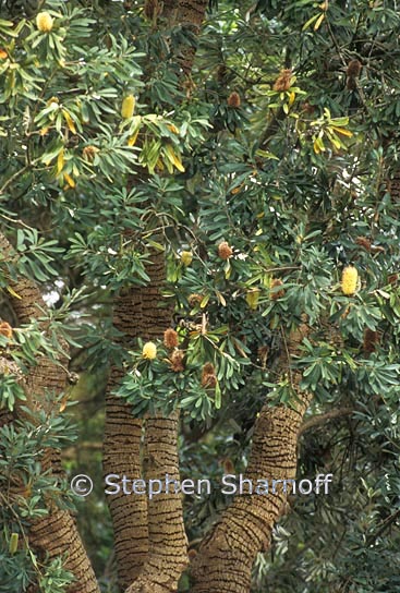 coast banksia graphic