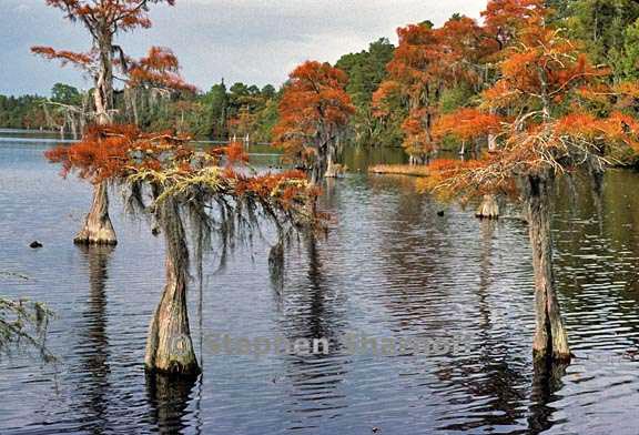 cypress swamp 2 graphic