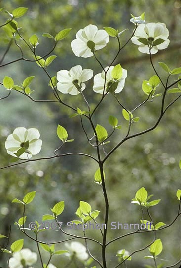 cornus nuttallii 1 graphic