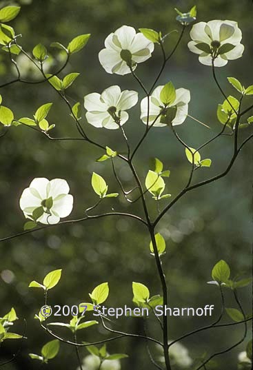 cornus nuttallii 2 graphic