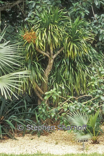 dracaena sp 1 graphic