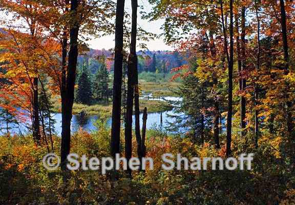 eastern forests in fall 3 graphic