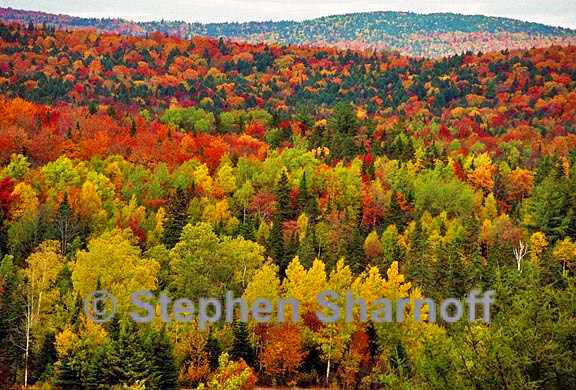 eastern forests in fall 1 graphic