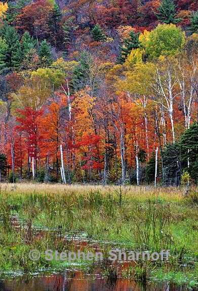 eastern forests in fall 7 graphic