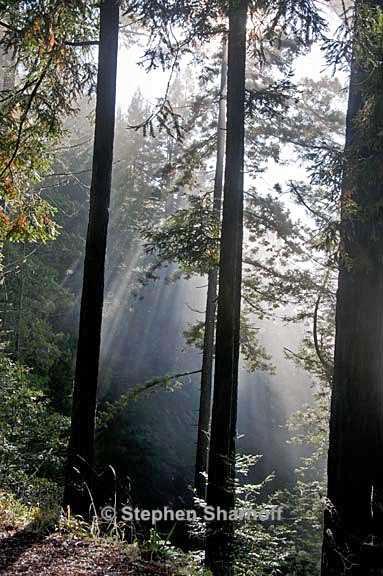 sequoia sempervirens 4 graphic