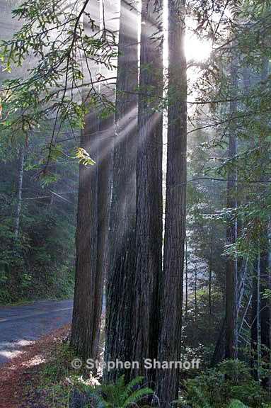 sequoia sempervirens 5 graphic