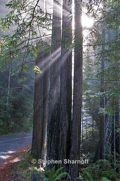 california coastal forest 7 graphic