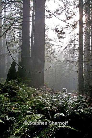 california coastal forest 6 graphic