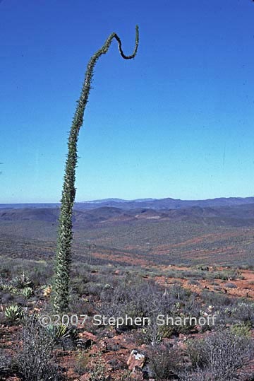 fouquieria columnaris 1 graphic