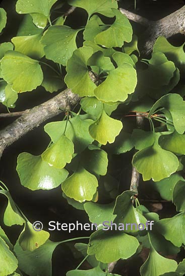 ginkgo biloba graphic