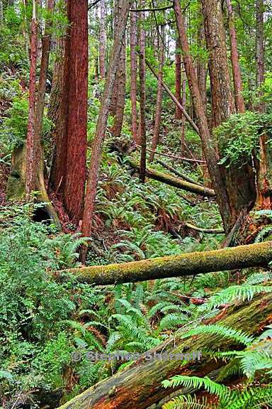 gulch view 3769 7 graphic