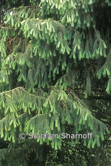 himalayan spruce graphic