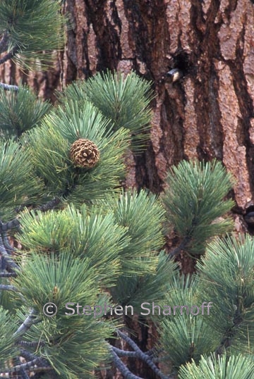 pinus jeffreyi 1 graphic