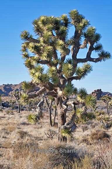 yucca brevifolia 2 graphic