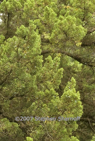 juniperus californica 1 graphic