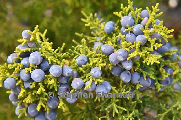 juniperus monosperma 2 graphic