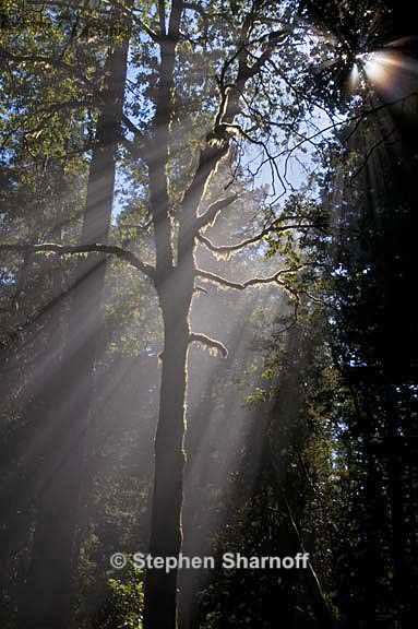 california coastal forest 9 graphic