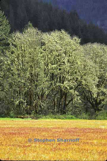 oregon forests 4 graphic