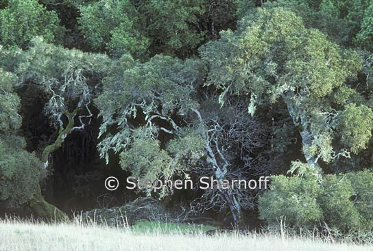 quercus agrifolia 2 graphic