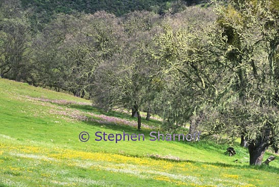 quercus agrifolia 4 graphic