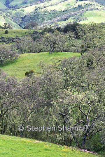 california coastal forest 15 graphic