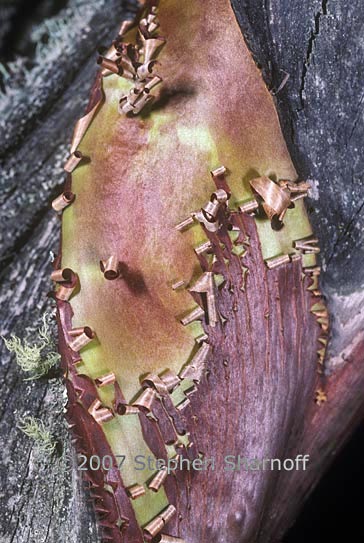 madrone bark 1 graphic