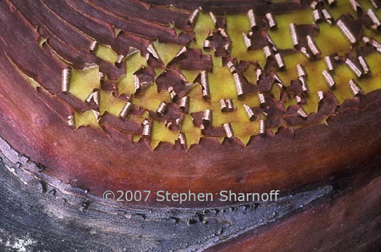 madrone bark 2 graphic