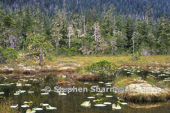 canada and alaska forests 9 graphic