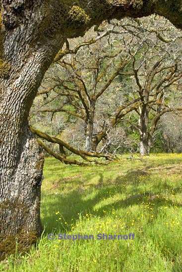 california coastal forest 22 graphic