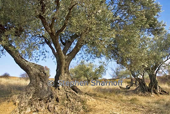 olea europaea 6 graphic