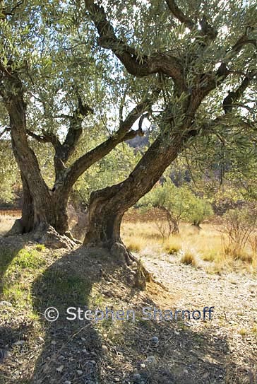 olea europaea 1 graphic