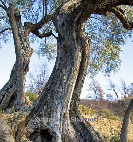 olea europaea 7 graphic