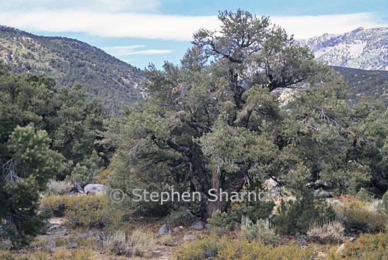 pinyon pine 2 graphic