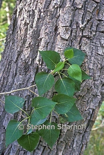 black cottonwood graphic